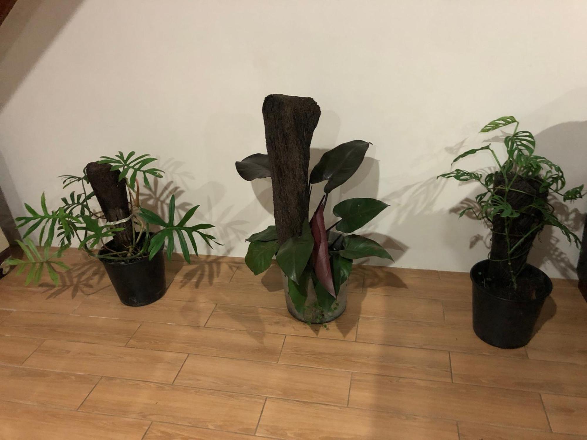 Balabala Bed & Breakfast I 나디 외부 사진